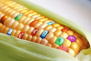 gmo1